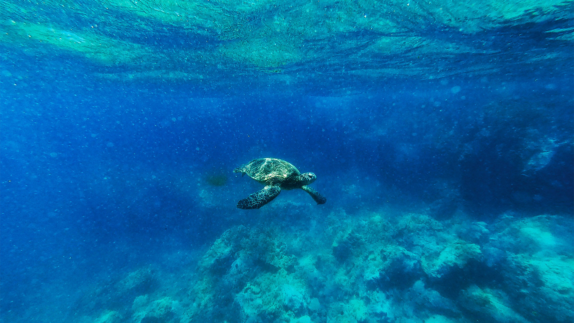 A Hawaiian green sea turtle spotted on a snorkeling tour off the coast of Maui.
