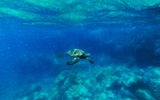 A Hawaiian green sea turtle spotted on a snorkeling tour off the coast of Maui.