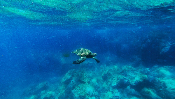 A Hawaiian green sea turtle spotted on a snorkeling tour off the coast of Maui.