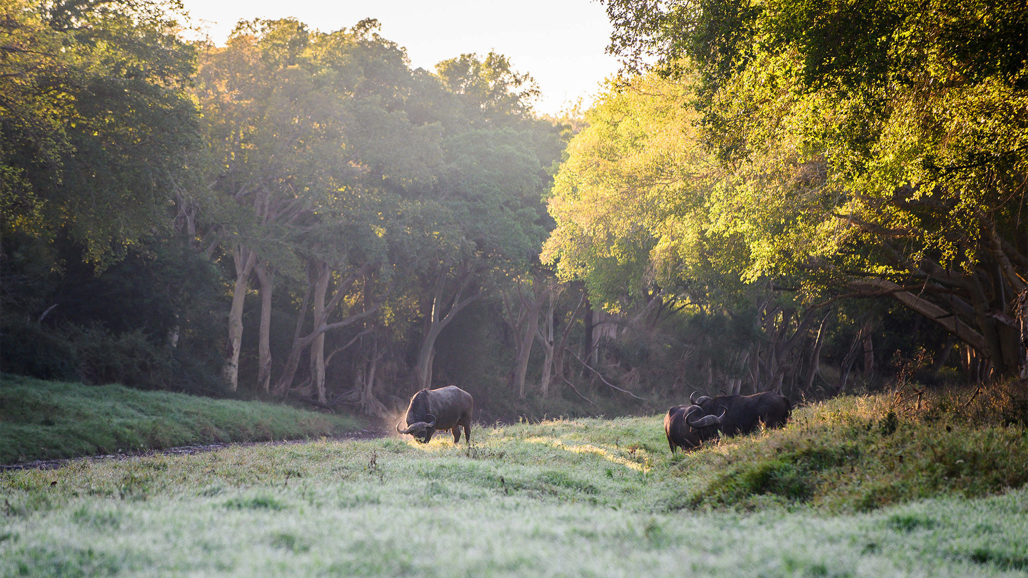 Club Med's luxury 80-room lodge in a Big 5 game reserve promises a dual beach and safari experience, just a short journey from their Dolphin Coast resort.