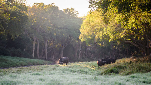 Club Med's luxury 80-room lodge in a Big 5 game reserve promises a dual beach and safari experience, just a short journey from their Dolphin Coast resort.