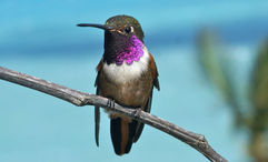 A Bahama Woodstar Hummingbird. The Enthusiast Hotel Collection has created bird-watching tours at its hotes in the Bahamas and St. Lucia.