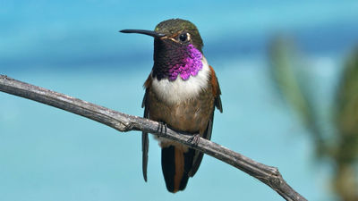 A Bahama Woodstar Hummingbird. The Enthusiast Hotel Collection has created bird-watching tours at its hotes in the Bahamas and St. Lucia.