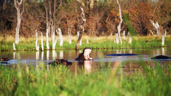 Hippos spotted on a mokoro canoe outing.