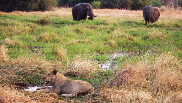 At Khwai Lediba, a lioness rests while elephants quench their thirst.
