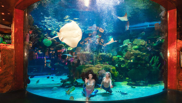 Silverton's 117,000-gallon saltwater aquarium, with sharks, sting rays and tropical fish, includes daily Mermaid Swims. Silverton's 117,000-gallon saltwater aquarium, with sharks, sting rays and tropical fish, includes daily Mermaid Swims.