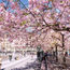 Celebrating the sounds and seasons of Stockholm