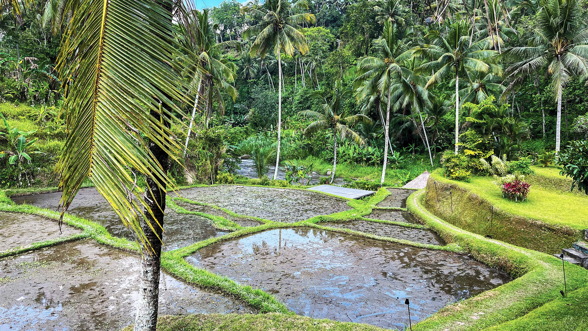 Rice fields at the Four Seasons Resort Bali at Sayan.