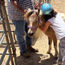 Turtle Bay Resort's horseback rides put smiles on faces