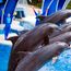 SeaWorld parent changing name to United Parks & Resorts