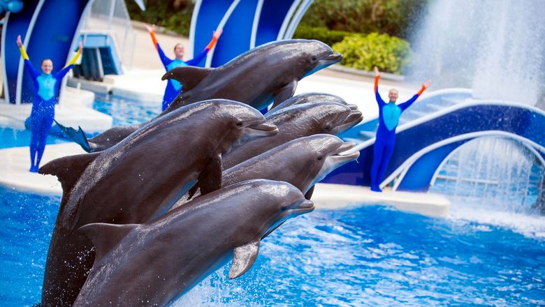 A show in Dolphin Stadium at SeaWorld Orlando.
