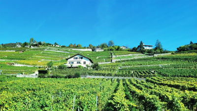 The vineyards outside Lausanne are listed as a Unesco World Heritage Site.