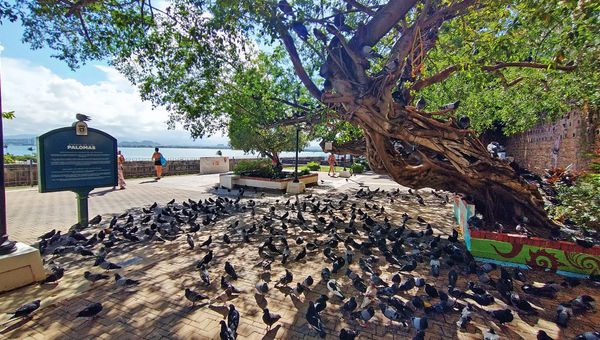 In Parque de las Palomas, tourists share the space with hundreds of pigeons. In Parque de las Palomas, tourists share the space with hundreds of pigeons.