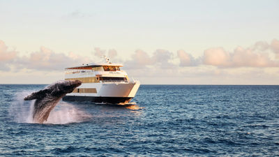 A whale breaches in front of an Atlantis Cruises whale-watching vessel, the Majestic.