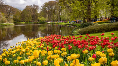 The Keukenhof flower garden in Lisse, Netherlands.