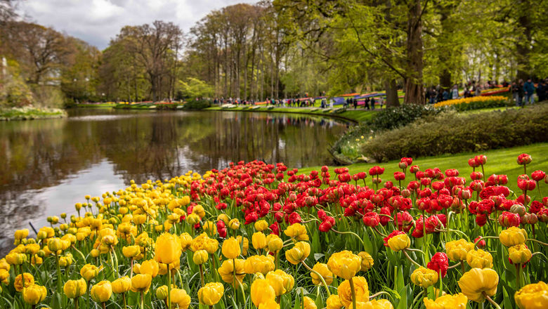 The Keukenhof flower garden in Lisse, Netherlands.