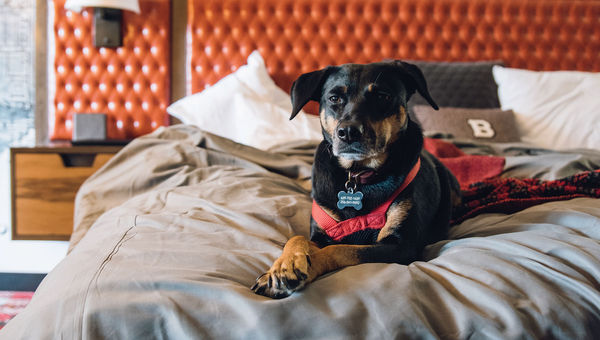 Sasha, the first dog-in-residence at the Bobby Hotel in Nashville, relaxes in bed. Sasha, the first dog-in-residence at the Bobby Hotel in Nashville, relaxes in bed.