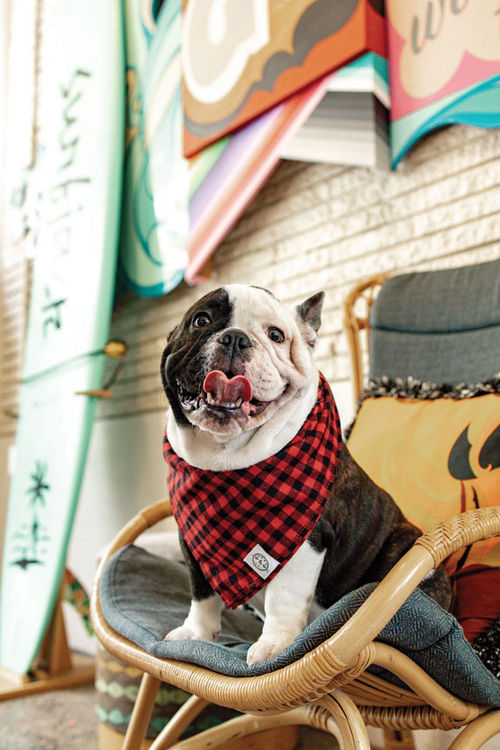 Jack, the hotel dog at Honolulu’s Surfjack Hotel & Swim Club, plays a part in the hotel’s marketing and social media strategy. Jack, the hotel dog at Honolulu’s Surfjack Hotel & Swim Club, plays a part in the hotel’s marketing and social media strategy.