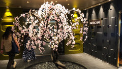 The Bonsai Cherry Tree, with its 2,000-plus glass cherry blossoms, adorns the entrance to the Pacific Rim restaurant.