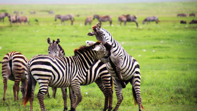 Zebras tussle in Tanzania's Ngorongoro Crater. The country currently under a Level 3 advisory ("Reconsider Travel") from the U.S. State Department.