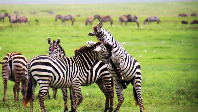 Zebras tussle in Tanzania's Ngorongoro Crater. The country currently under a Level 3 advisory ("Reconsider Travel") from the U.S. State Department.