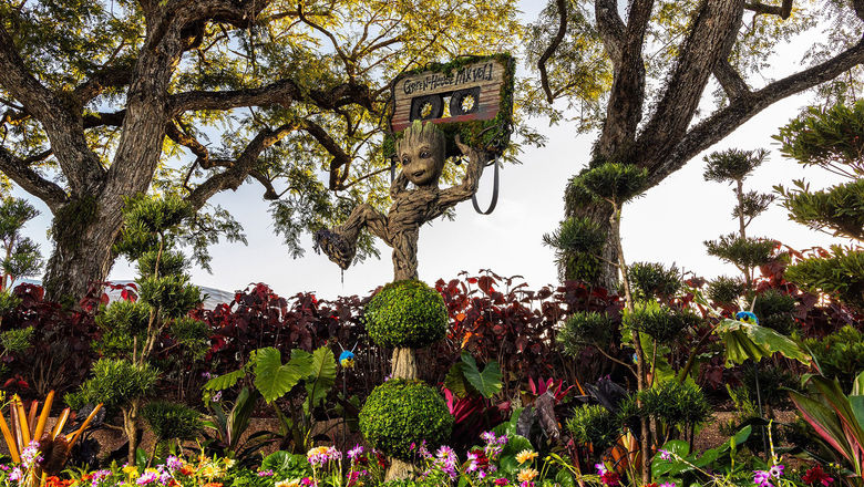 A topiary of Groot from the “Guardians of the Galaxy” trilogy makes its Epcot International Flower & Garden Festival debut this year.