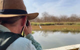 A guest with Variety Cruises snaps a photo of a Great Egret while on a boat excursion through a mangrove forest at Bao Bolong Wetland Reserve, located next to Tendaba along the Gambia River, a village that Variety Cruises calls on during its sailings in West Africa.