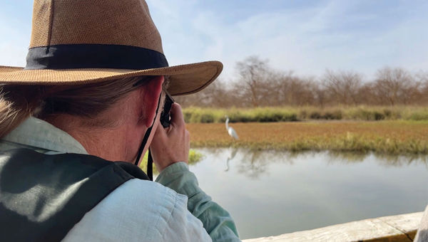 Guests of Variety Cruises photograph great egrets during a boat trip through the mangrove forests of Bao Bolong Wetland Reserve, located next to Tendaba along the Gambia River, a village requested by Variety Cruises during its sailings in West Africa.