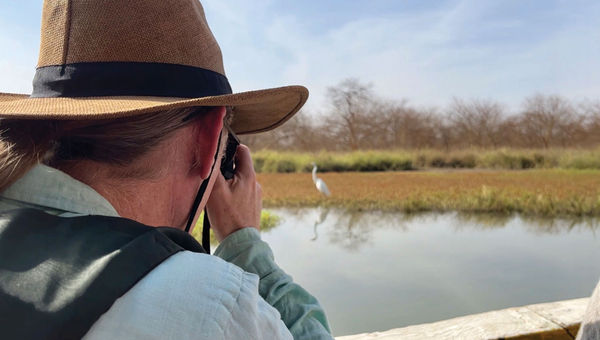Guests of Variety Cruises photograph great egrets during a boat trip through the mangrove forests of Bao Bolong Wetland Reserve, located next to Tendaba along the Gambia River, a village requested by Variety Cruises during its sailings in West Africa.