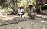 The author speaks with Moses Bajo, manager at Kachikally Crocodile Pool in Bakau, the Gambia, about the right way to approach and pet a crocodile. The pool is a shore excursion for guests who sail on Variety Cruises' West Africa sailings.