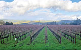 Clouds rolling over the vineyards of Napa Valley, seen from the Napa Valley Wine Train, a luxury day tour operator that takes guests on a wine and culinary tasting tour through the valley aboard vintage trains.