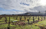 The sun shines on a vineyard and the vintage rail cars of the Napa Valley Wine Train.