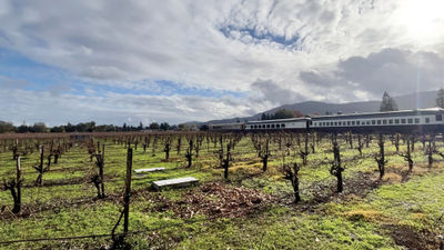 The sun shines on a vineyard and the vintage rail cars of the Napa Valley Wine Train.