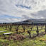 Vintage California on Napa Valley Wine Train tour