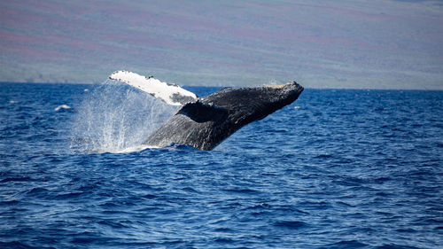 A whale breaches off the coast of Maui on a PacWhale Eco-Adventures tour. A whale breaches off the coast of Maui on a PacWhale Eco-Adventures tour.