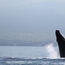 Why whale-watching off Maui never gets old