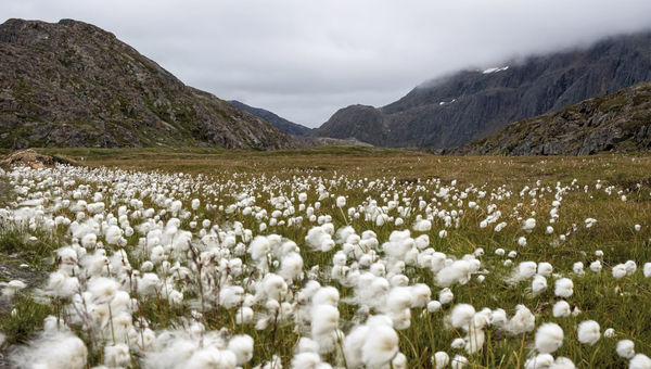 Arctic cotton in Sisimiut, Greenland's second-largest city. Arctic cotton in Sisimiut, Greenland's second-largest city.