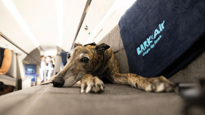 Bark Air will fly from Westchester County Airport in New York to Van Nuys Airport near Los Angeles. Customers also can fly between Westchester and London Stansted.