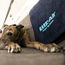 Company launches luxury jet service for dogs