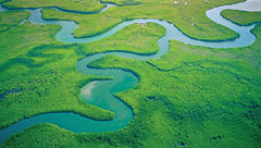 Mangroves along the Gambia River.