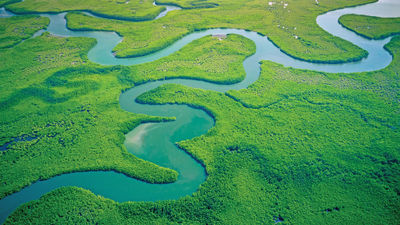 Mangroves along the Gambia River.