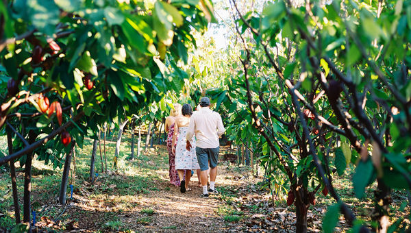 The Maui Chocolate Tour gives visitors a chance to see a private cacao farm in the West Maui mountains. The Maui Chocolate Tour gives visitors a chance to see a private cacao farm in the West Maui mountains.