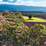 Little Plumeria Farms is again hosting tours