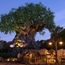 Disney creates rest stop for travel advisors in Animal Kingdom