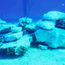 Conservation is a focal point at Disney's Lookout Cay
