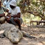 Spending a while with a crocodile on Gambia sailing