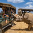 New Natural Habitat safari includes a visit with the last of the northern white rhinos