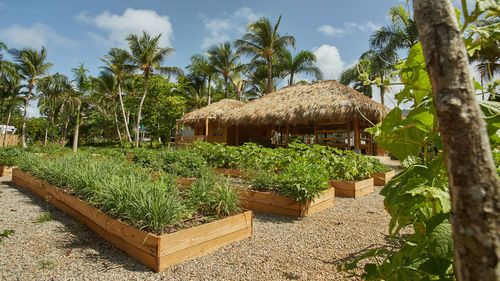 El Conuco, the Cayo Levantado Resort’s organic garden where it grows cassava. El Conuco, the Cayo Levantado Resort’s organic garden where it grows cassava.