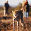 Samara Karoo Reserve creates cheetah-tracking package