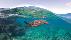 A sea turtle spotted on a Kai Kanani snorkeling tour from Maui.